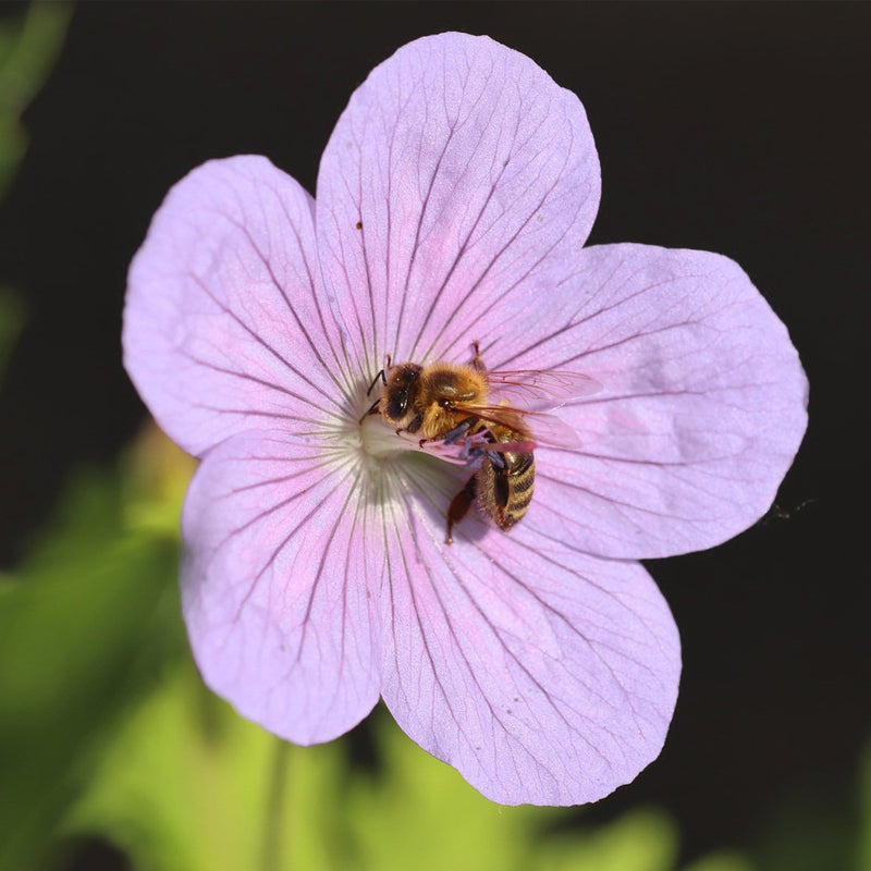 30cm Geranium 'Dreamland' | 1L Pot Perennial Bedding