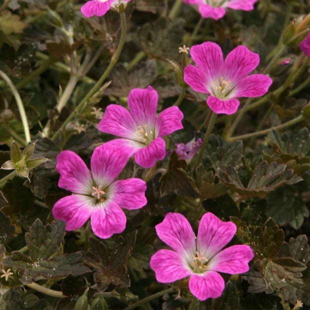 30cm Geranium 'Orkney Cherry' | 1L Pot Perennial Bedding