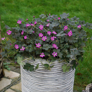 30cm Geranium 'Orkney Cherry' | 1L Pot Perennial Bedding