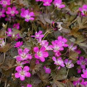 30cm Geranium 'Orkney Cherry' | 1L Pot Perennial Bedding