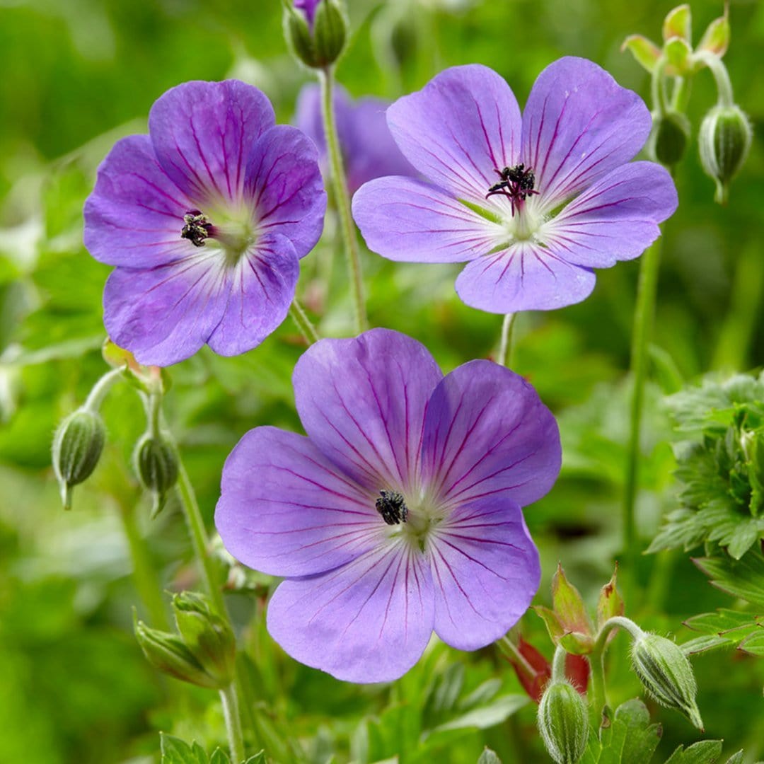 Ground Geranium Hardy Ground-Cover Geraniums Collection – Roots Plants