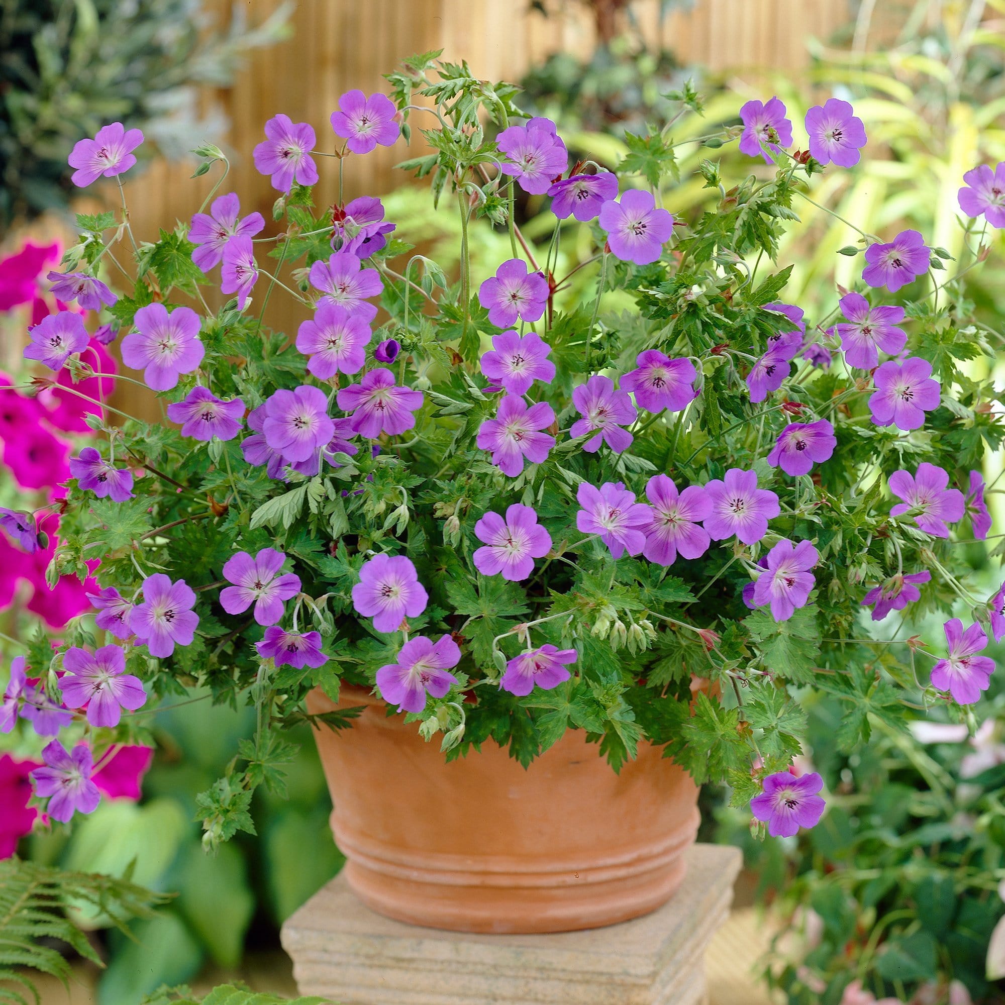 Geranium 'Rozanne' - Roots Plants