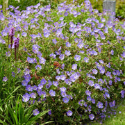 30cm Geranium 'Rozanne' | 1L Pot Perennial Bedding