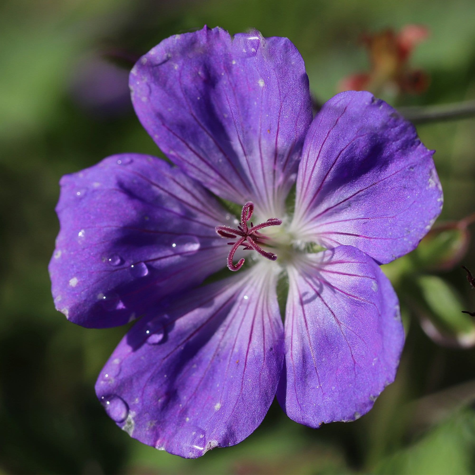 Geranium Collections Hardy Ground-Cover Geraniums Collection – Roots Plants