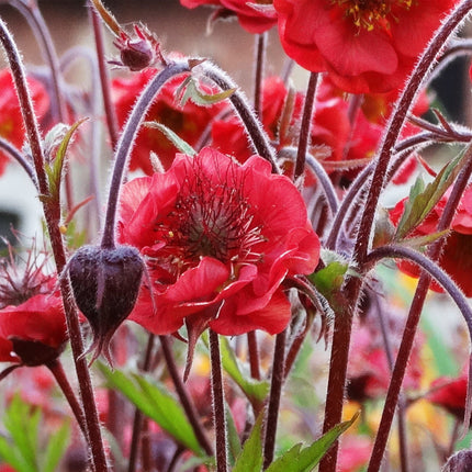 30cm Geum 'Flames of Passion' | 10.5cm Pot Perennial Bedding