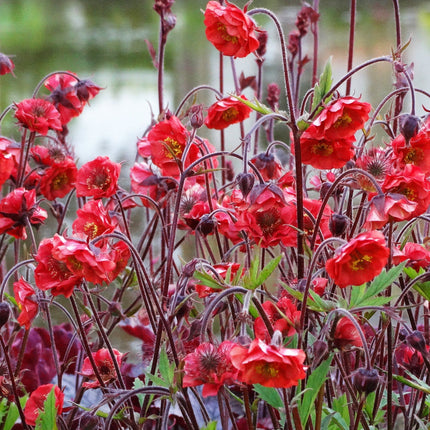 30cm Geum 'Flames of Passion' | 10.5cm Pot Perennial Bedding