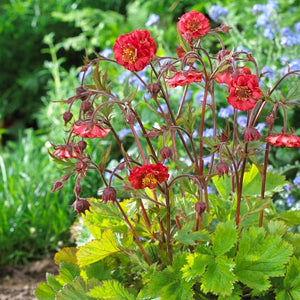 30cm Geum 'Flames of Passion' | 10.5cm Pot Perennial Bedding