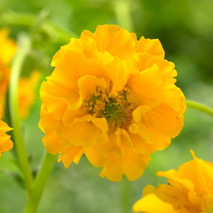 30cm Geum 'Lady Stratheden' | 10.5cm Pot Perennial Bedding