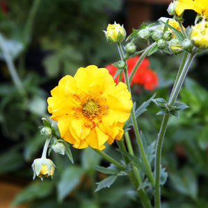 30cm Geum 'Lady Stratheden' | 10.5cm Pot Perennial Bedding