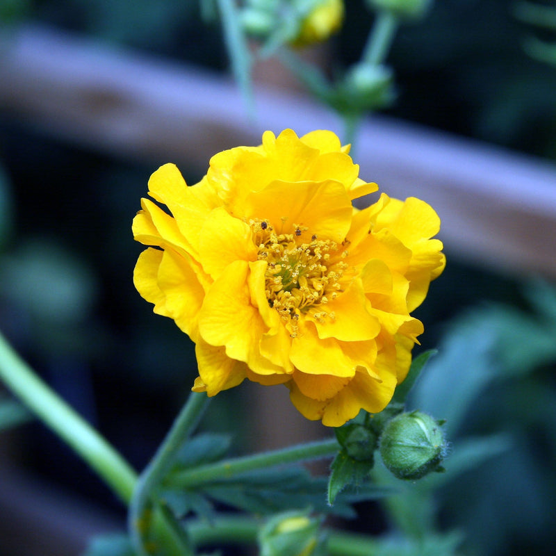 30cm Geum 'Lady Stratheden' | 10.5cm Pot Perennial Bedding