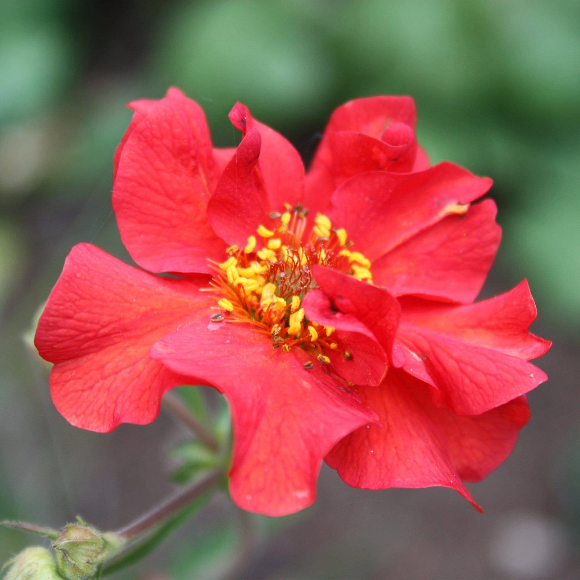 Geum 'Pink Petticoats'