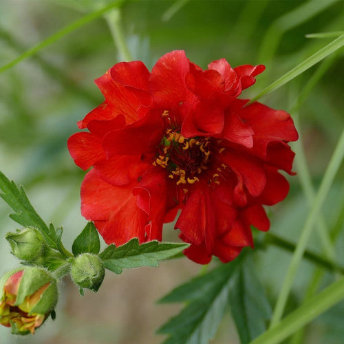 25cm Geum 'Pink Petticoats' | 2L Pot Perennial Bedding