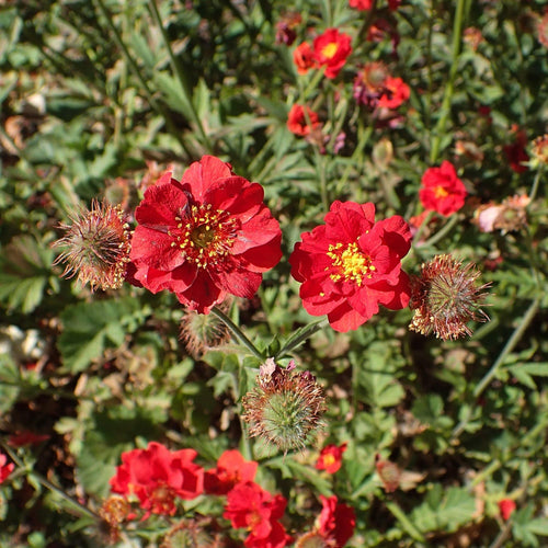 25cm Geum 'Pink Petticoats' | 2L Pot Perennial Bedding