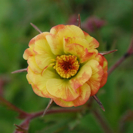 9 Red Yellow & Orange Perennial Plants | Flower, Foliage and Height Perennial Bedding