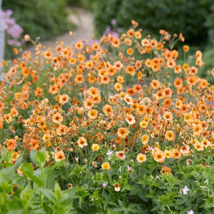 30cm Geum 'Totally Tangerine' | 1L Pot Perennial Bedding