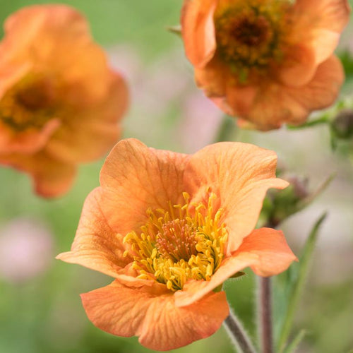 30cm Geum 'Totally Tangerine' | 1L Pot Perennial Bedding