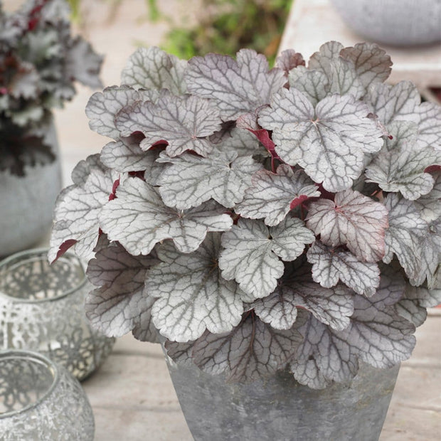 30cm Heuchera 'Huckleberry' | 3L Pot Perennial Bedding