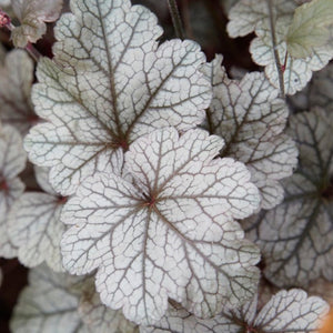 30cm Heuchera 'Huckleberry' | 3L Pot Perennial Bedding