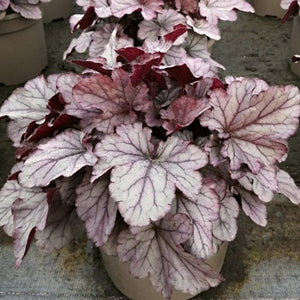 Heuchera 'Huckleberry' Perennial Bedding