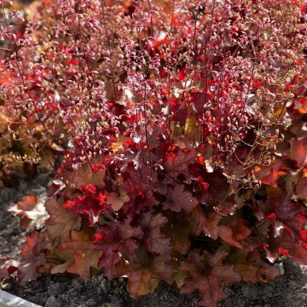 Heuchera 'Indian Summer Cranberry' | 3L Pot Perennial Bedding