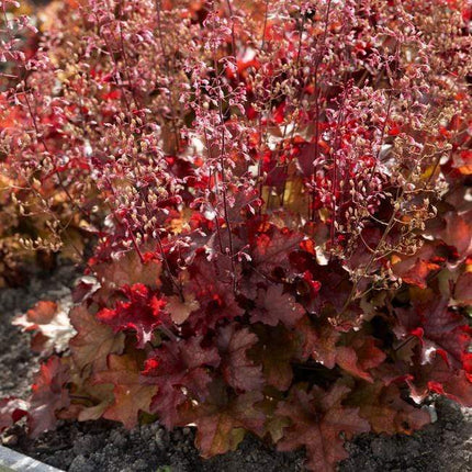 9 Red Yellow & Orange Perennial Plants | Flower, Foliage and Height Perennial Bedding