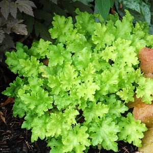 Heuchera 'Lime Marmalade' | 3L Pot Perennial Bedding