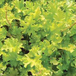 Heuchera 'Lime Marmalade' | 3L Pot Perennial Bedding