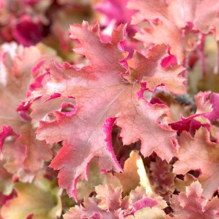 Heuchera 'Marmalade' | 3L Pot Perennial Bedding