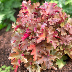 Heuchera 'Marmalade' | 3L Pot Perennial Bedding