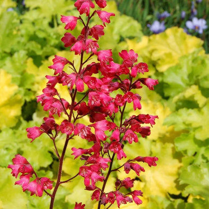 Heuchera 'Paris' | 3L Pot Perennial Bedding