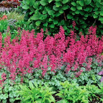 Heuchera 'Paris' | 3L Pot Perennial Bedding