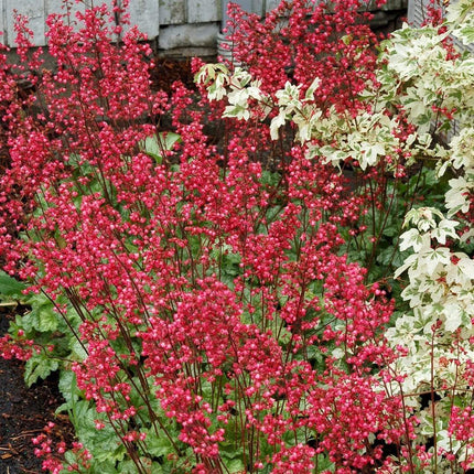 Heuchera 'Paris' | 3L Pot Perennial Bedding