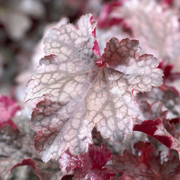 50cm Heuchera 'Plum Pudding' | 3L Pot Perennial Bedding
