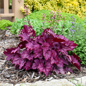 30cm Heuchera 'Wild Rose' | 3L Pot Perennial Bedding