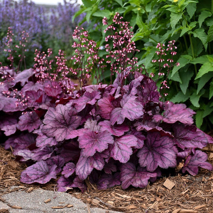 30cm Heuchera 'Wild Rose' | 3L Pot Perennial Bedding