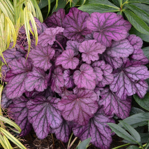 30cm Heuchera 'Wild Rose' | 3L Pot Perennial Bedding