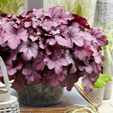 Heuchera 'Wild Rose' | 3L Pot Perennial Bedding