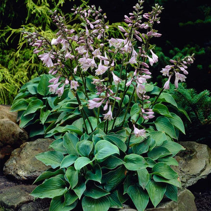 Hosta Collection | 6 x 1L Pots Perennial Bedding