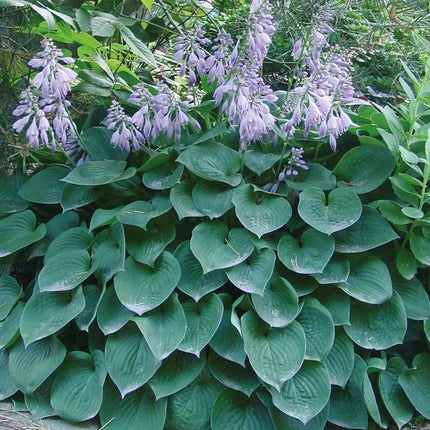 Hosta Collection | 6 x 1L Pots Perennial Bedding