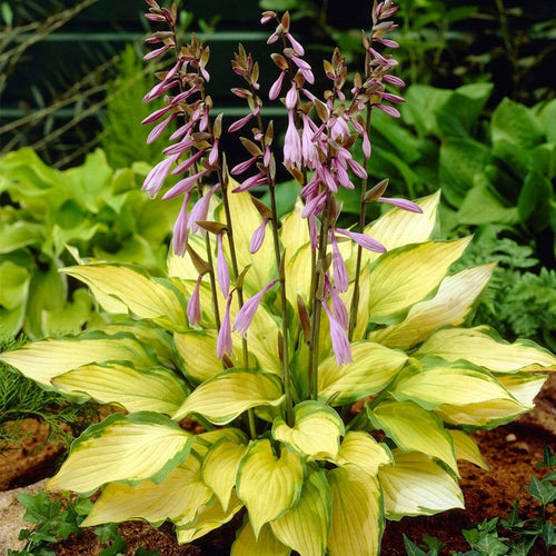 Hosta Collection | 6 x 1L Pots Perennial Bedding