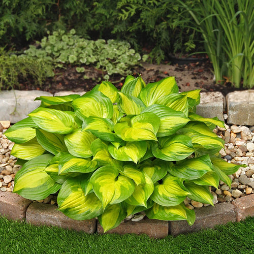 Hosta Collection | 6 x 1L Pots Perennial Bedding