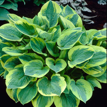 Hosta Collection | 6 x 1L Pots Perennial Bedding