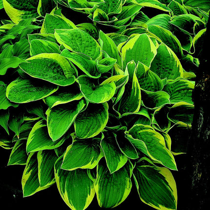 Hosta Collection | 6 x 1L Pots Perennial Bedding