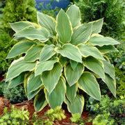 Hosta 'Yellow River' | 1L Pot Perennial Bedding