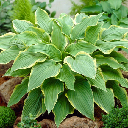 Hosta 'Yellow River' | 1L Pot Perennial Bedding