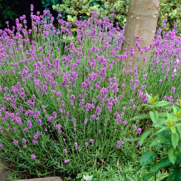 6 x 20cm Lavender 'Hidcote Improved' | 10.5cm Pot Perennial Bedding