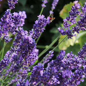 6 x 20cm Lavender 'Hidcote Improved' | 10.5cm Pot Perennial Bedding