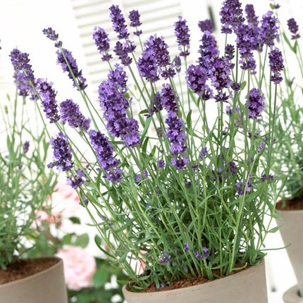 6 x 20cm Lavender 'Hidcote Improved' | 10.5cm Pot Perennial Bedding