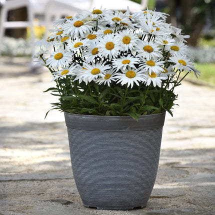 Leucanthemum 'Madonna' | Shasta Daisy | 10.5cm Pot Perennial Bedding