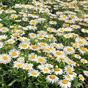 Leucanthemum 'Madonna' | Shasta Daisy | 10.5cm Pot Perennial Bedding